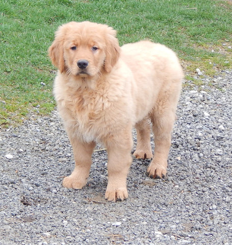 AKC Golden Retriever For Sale Holmesville, OH Male - Hank