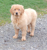 AKC Golden Retriever For Sale Holmesville, OH Male - Hank