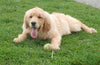 AKC Registered Golden Retriever For Sale Holmesville, OH Female- Abby