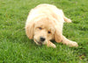 AKC Registered Golden Retriever For Sale Holmesville, OH Female- Abby