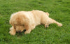 AKC Registered Golden Retriever For Sale Holmesville, OH Female- Abby