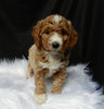 Mini F1B Labradoodle For Sale Millersburg OH Female-Cally