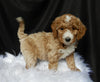 Mini F1B Labradoodle For Sale Millersburg OH Female-Cally