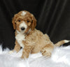 Mini F1B Labradoodle For Sale Millersburg OH Female-Cally
