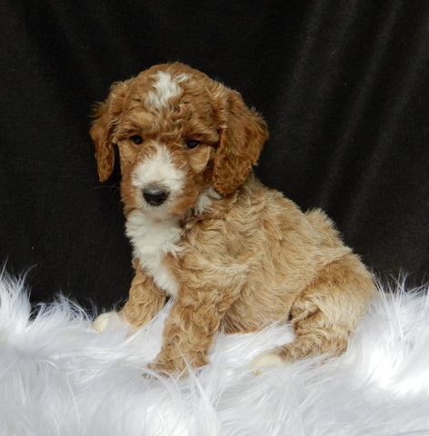 Mini F1B Labradoodle For Sale Millersburg OH Female-Cally