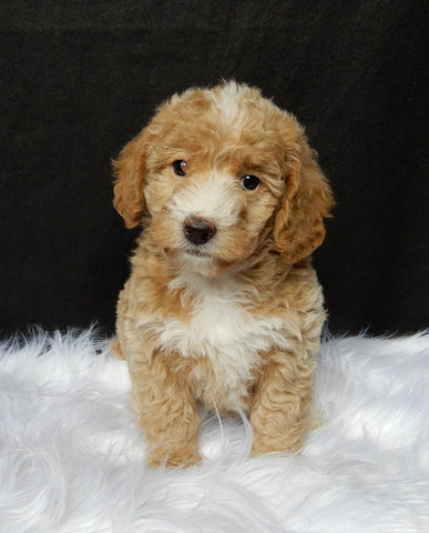 Mini F1B Labradoodle For Sale Millersburg OH Female-Lilly