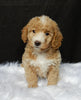 Mini F1B Labradoodle For Sale Millersburg OH Female-Lilly