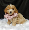 Mini F1B Labradoodle For Sale Millersburg OH Female-Lilly