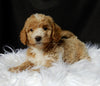 Mini F1B Labradoodle For Sale Millersburg OH Female-Lilly