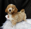 Mini F1B Labradoodle For Sale Millersburg OH Female-Lilly