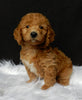 Mini F1B Labradoodle For Sale Millersburg OH Female-Luna