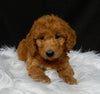 Mini F1B Labradoodle For Sale Millersburg OH Female-Luna