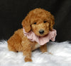 Mini F1B Labradoodle For Sale Millersburg OH Female-Luna