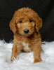 Mini F1B Labradoodle For Sale Millersburg OH Female-Luna