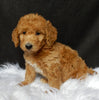 Mini F1B Labradoodle For Sale Millersburg OH Female-Luna