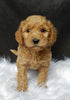 Mini F1B Labradoodle For Sale Millersburg OH Female-Priscilla