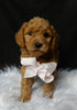 Mini F1B Labradoodle For Sale Millersburg OH Female-Priscilla