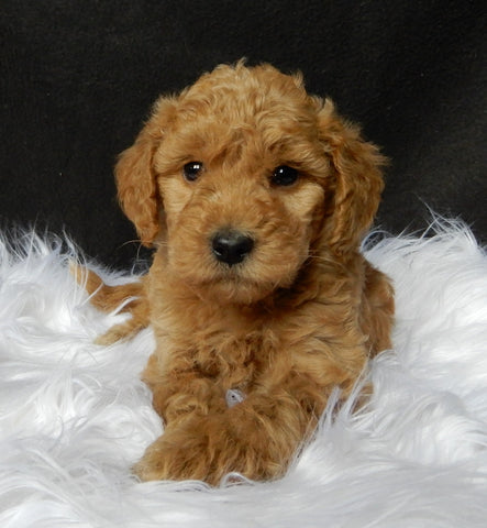 Mini F1B Labradoodle For Sale Millersburg OH Female-Priscilla