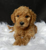 Mini F1B Labradoodle For Sale Millersburg OH Female-Priscilla