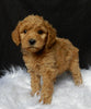Mini F1B Labradoodle For Sale Millersburg OH Female-Priscilla