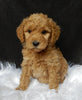 Mini F1B Labradoodle For Sale Millersburg OH Female-Priscilla