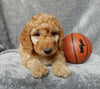 Mini F1B Labradoodle For Sale Millersburg OH Male-Mickey