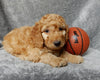 Mini F1B Labradoodle For Sale Millersburg OH Male-Mickey