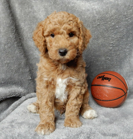 Mini F1B Labradoodle For Sale Millersburg OH Male-Oscar