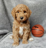 Mini F1B Labradoodle For Sale Millersburg OH Male-Oscar