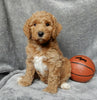 Mini F1B Labradoodle For Sale Millersburg OH Male-Oscar