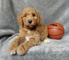 Mini F1B Labradoodle For Sale Millersburg OH Male-Oscar