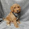 Mini F1B Labradoodle For Sale Millersburg OH Male-Oscar