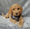 Mini F1B Labradoodle For Sale Millersburg OH Male-Oscar