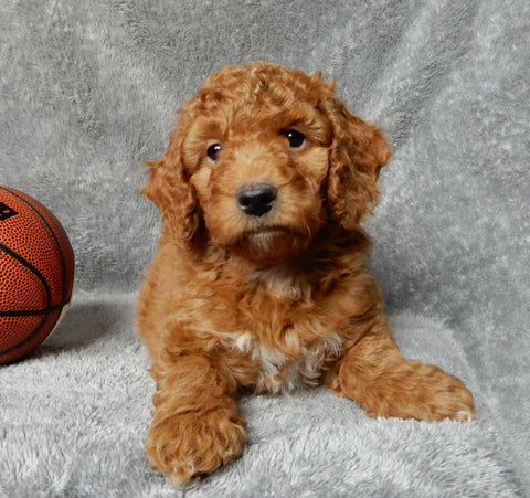 Mini F1B Labradoodle For Sale Millersburg OH Male-Simba