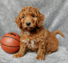 Mini F1B Labradoodle For Sale Millersburg OH Male-Simba