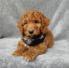 Mini F1B Labradoodle For Sale Millersburg OH Male-Simba