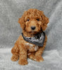 Mini F1B Labradoodle For Sale Millersburg OH Male-Simba