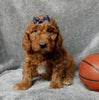 Mini F1B Labradoodle For Sale Millersburg OH Male-Buttons
