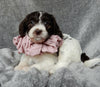 Medium F1B Labradoodle For Sale Mt Hope OH Female-Lulu