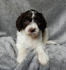Medium F1B Labradoodle For Sale Mt Hope OH Female-Lulu