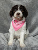 Medium F1B Labradoodle For Sale Mt Hope OH Female-Lulu