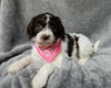 Medium F1B Labradoodle For Sale Mt Hope OH Female-Lulu