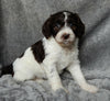 Medium F1B Labradoodle For Sale Mt Hope OH Female-Lulu
