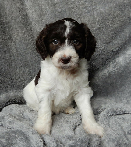 Medium F1B Labradoodle For Sale Mt Hope OH Female-Lulu