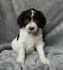 Medium F1B Labradoodle For Sale Mt Hope OH Female-Lulu