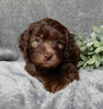 Medium F1B Labradoodle For Sale Mt Hope OH Female-Daisy