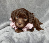 Medium F1B Labradoodle For Sale Mt Hope OH Female-Daisy