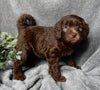 Medium F1B Labradoodle For Sale Mt Hope OH Female-Daisy