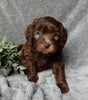 Medium F1B Labradoodle For Sale Mt Hope OH Female-Daisy