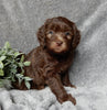 Medium F1B Labradoodle For Sale Mt Hope OH Female-Daisy